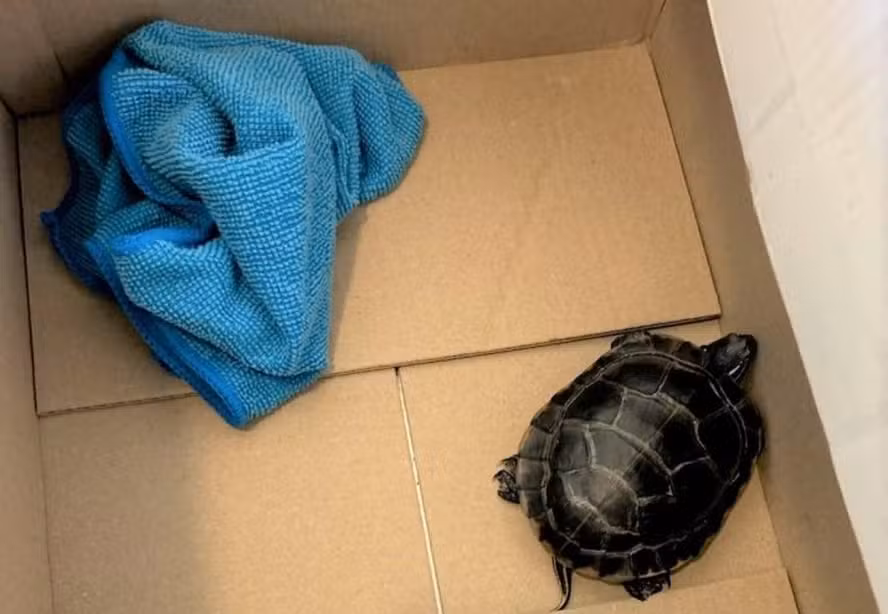 tsa-finds-live-turtle-in-travelers-pants-at-new-jersey-airport