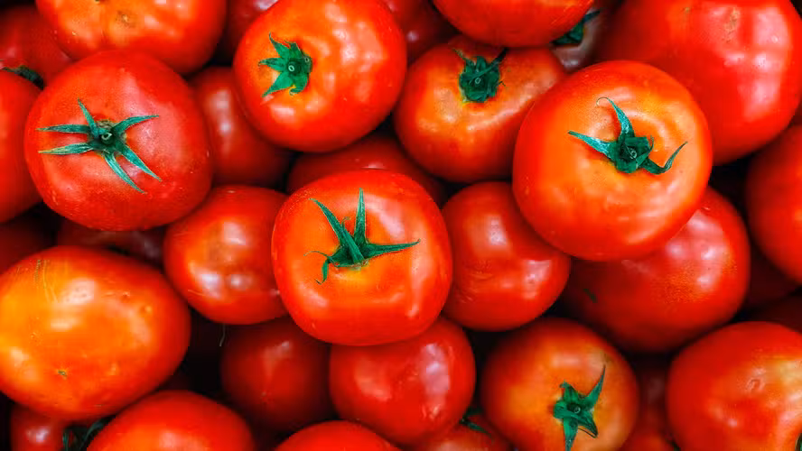 tomate-1-