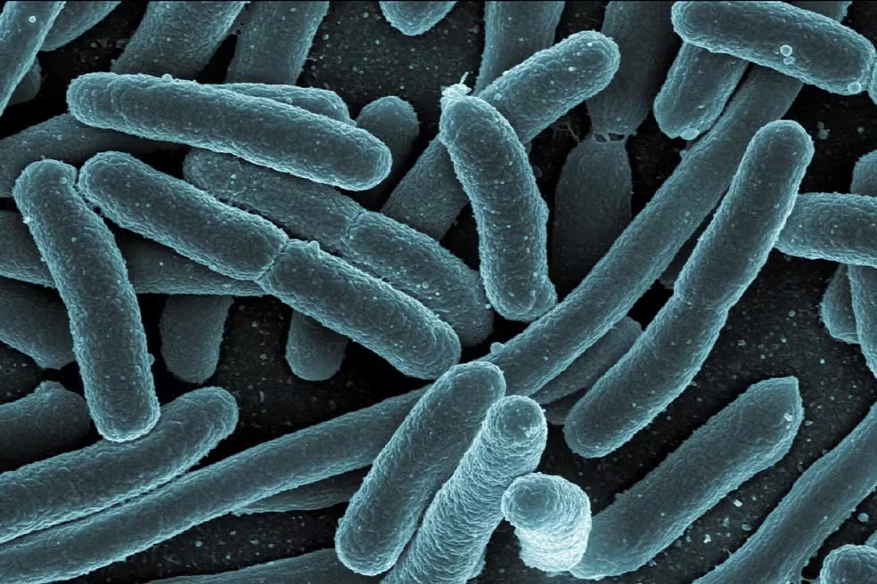 ecoli_blue