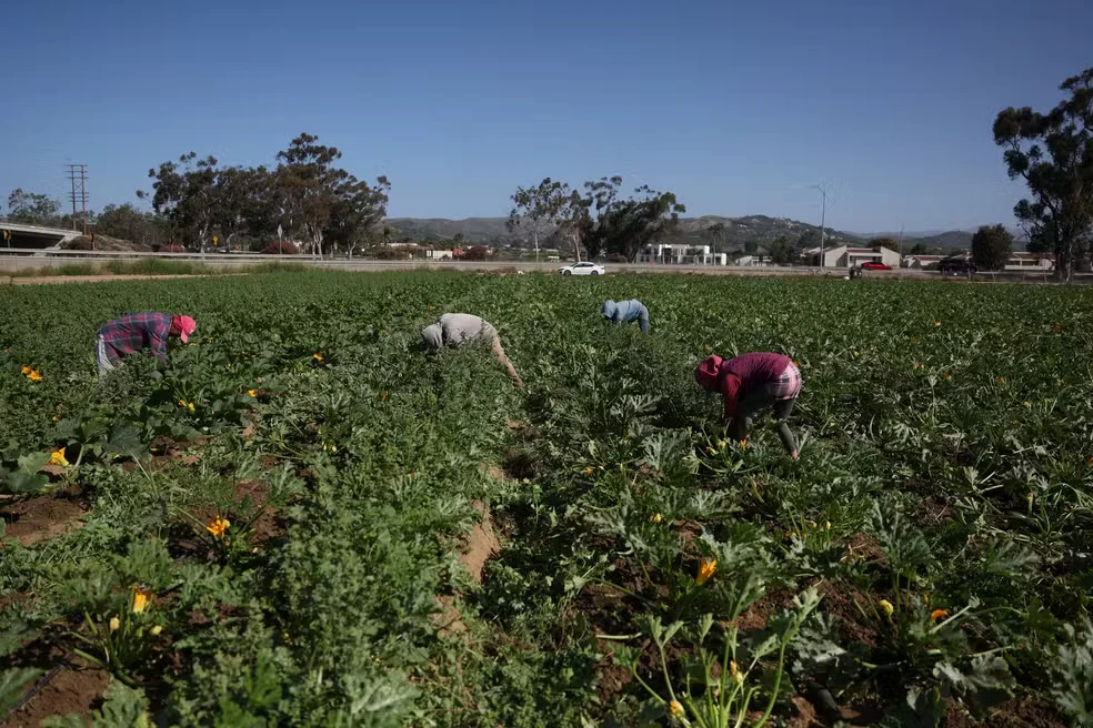 2025-06-30t093056z-1685408865-rc2o7fa4h1oa-rtrmadp-3-usa-migration-farms (1)