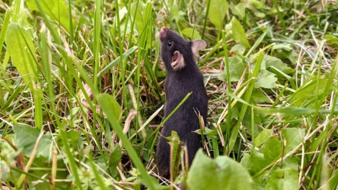 MouseInTheWild