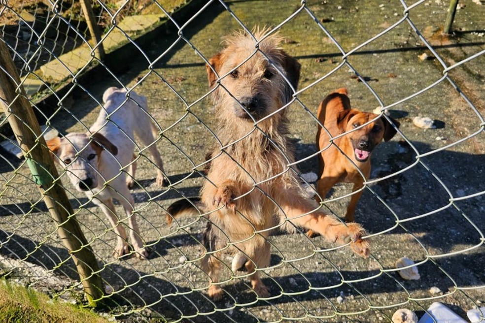 cachorros