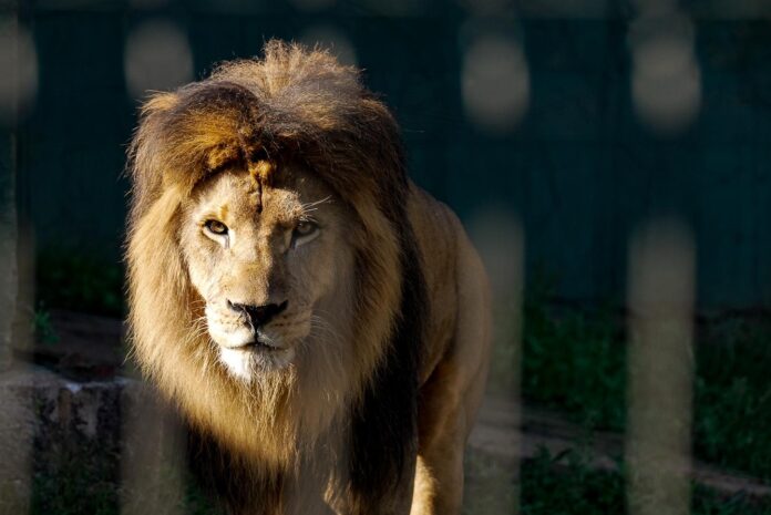 Leão Zoológico de Guarulhos_FabioNT (8).jpg_0