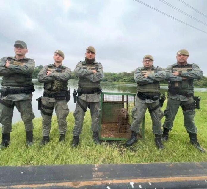 GCM_DivulgaçãoPMG (2)_1