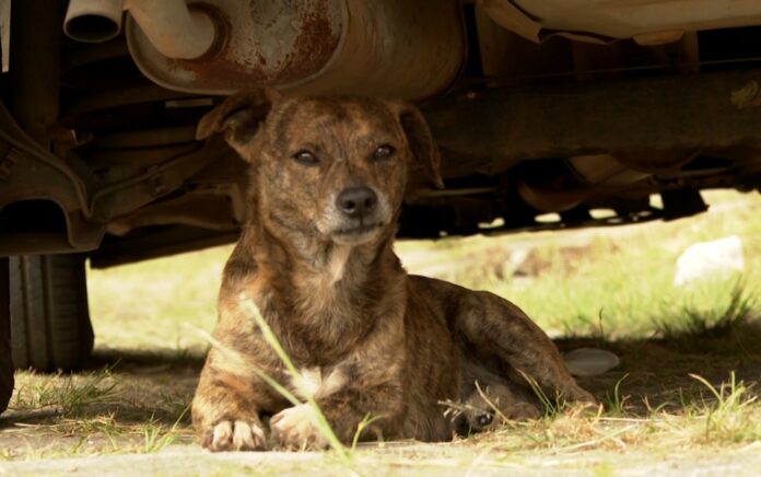 cachorro2